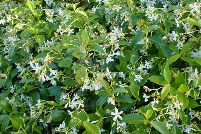 Trachelospermum jasminoides