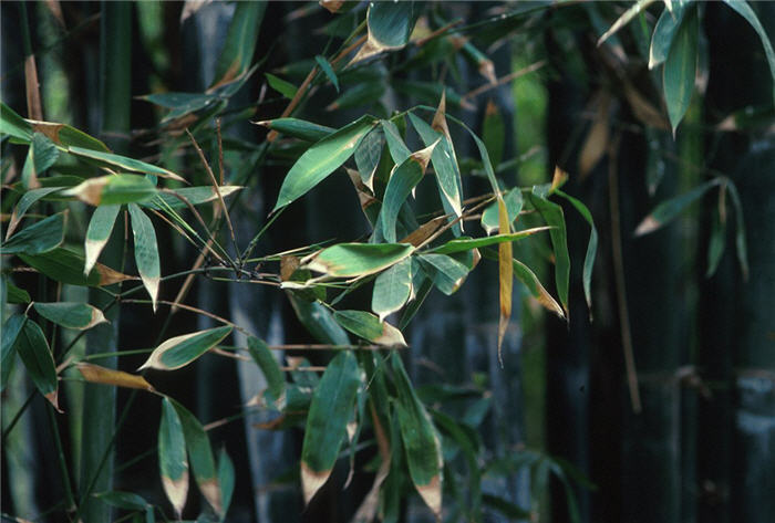 Giant Timber Bamboo