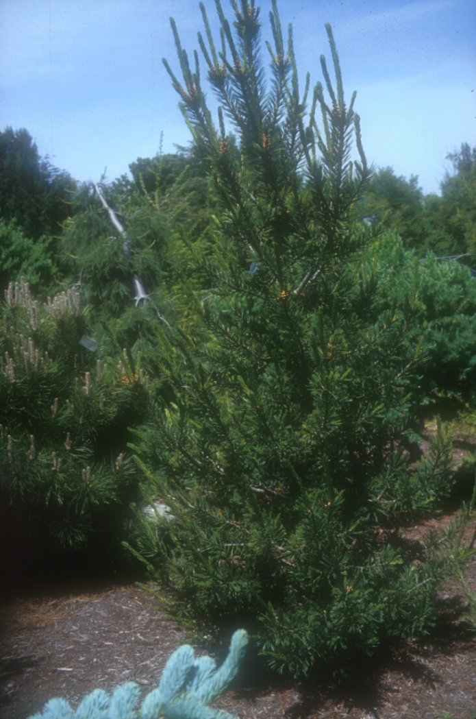 Limber Pine