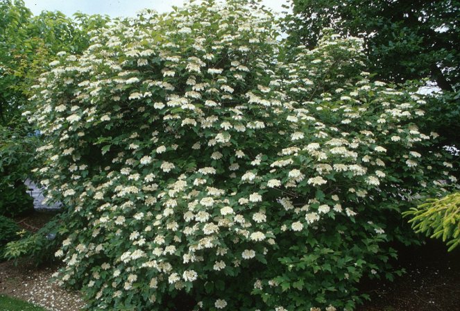 Viburnum opulus 'Compactum'