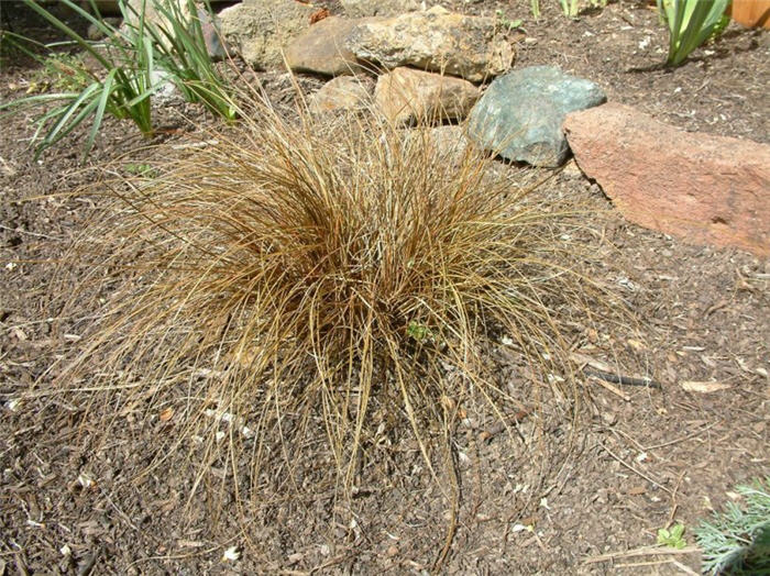 Carex buchananii