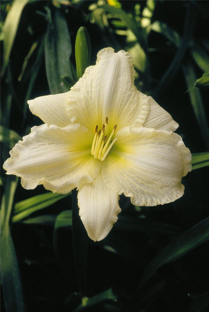 Hemerocallis 'Joan Senior'