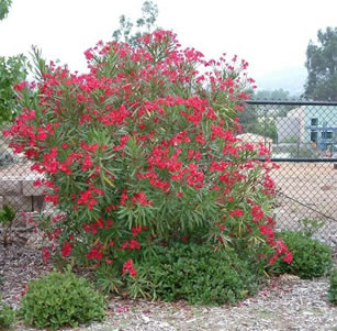 Clay Soil Plants