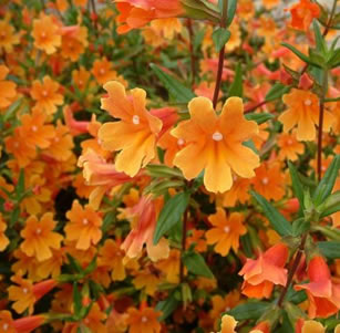 Sandy Soil Plants