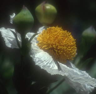 California Native Plants