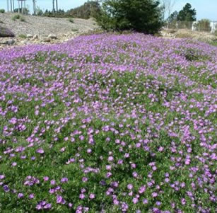 Ground Covers