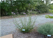 Argentine Verbena