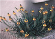 Dwarf Orange Bulbine