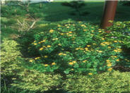 Yellow Bush Lantana