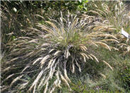 Reed Grass