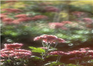 Pink Champagne Marguerite