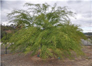 Blue Palo Verde