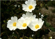 Sageleaf Rockrose