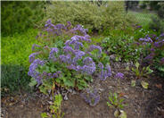 Sea Lavender, Statice