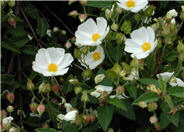 White Rockrose