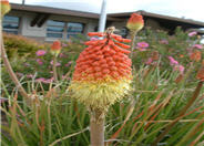 Red Hot Poker