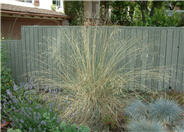 California Fescue