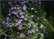 Blue Eyed Grass