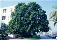 African Fern Pine