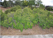 Cushion Coyote Brush/Bush