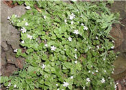 White Bacopa