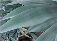 Weber Agave