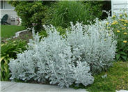 Dusty Miller, Silver Groundsel