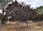 Krauter Vesuvius Flowering Plum