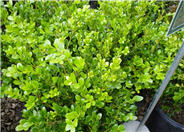 Japanese Boxwood