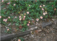 Pink Panda Ornamental Strawberry