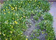 Semi-Trailing Yellow Gazania