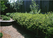 Manzanita Emerald Carpet