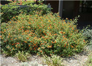 Radiation Orange Lantana