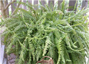 Tropical Sword Fern