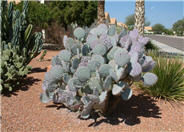 Violet Pad Opuntia