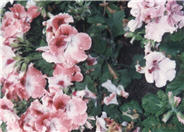 Martha Washington or Regal Geranium