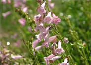 Apple Blossom Penstemon