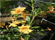 Sticky Monkey Flower