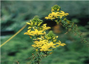 Yellow Stalked Bulbine