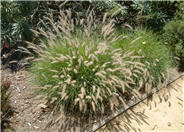 Oriental Fountain Grass