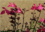 Autumn or Texas Sage