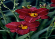 Frankly Scarlet Hybrid Daylily