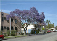 Jacaranda