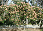 Silk Tree, Mimosa Tree