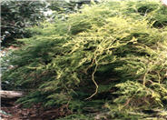 Asparagus Fern, Climbing Asparagus