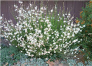 White Gaura