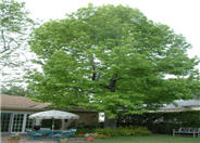 Liquidambar, American Sweet Gum