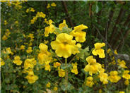 Streamside Monkey Flower