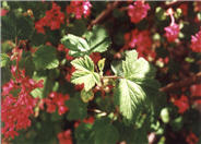 Red Flowering Currant