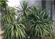 Spineless Yucca